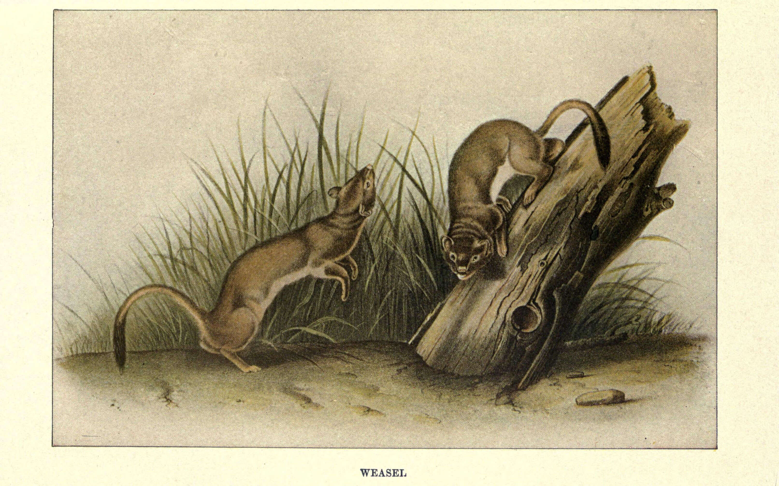 Image of Grisons, Honey Badger, Martens, Tayra, Weasels