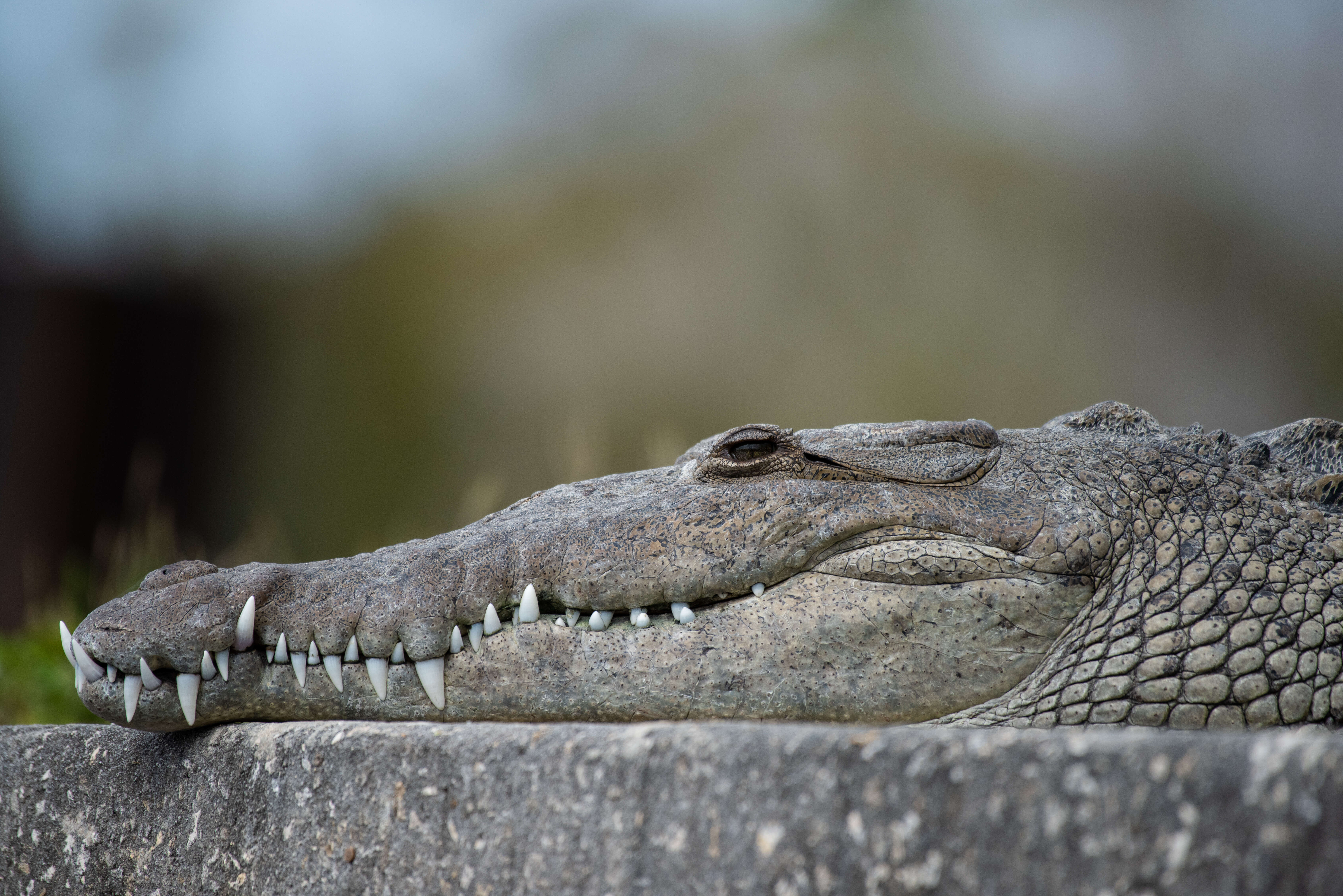 Imagem de Crocodylidae