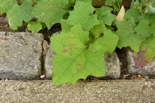 Image of wall lettuce