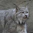 <i>Felis lynx</i> Linnaeus 1758 resmi
