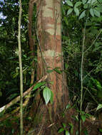 Image of Anthodiscus chocoensis Prance