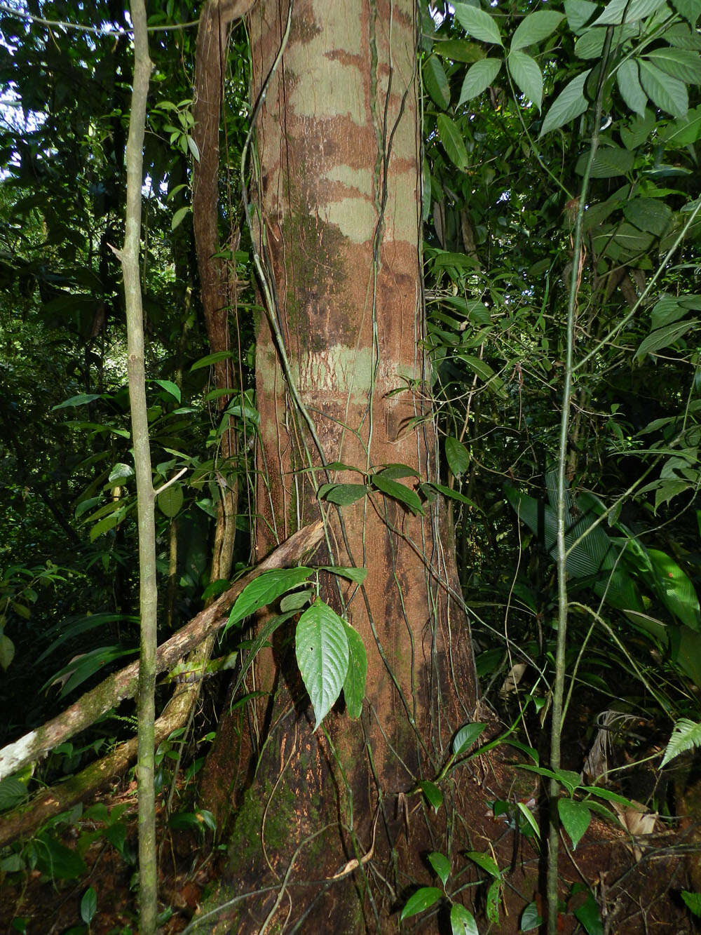 Image of Anthodiscus chocoensis Prance