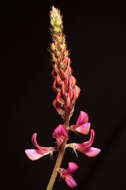 Image of sainfoin