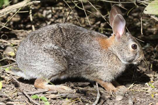 Imagem de Sylvilagus floridanus (J. A. Allen 1890)