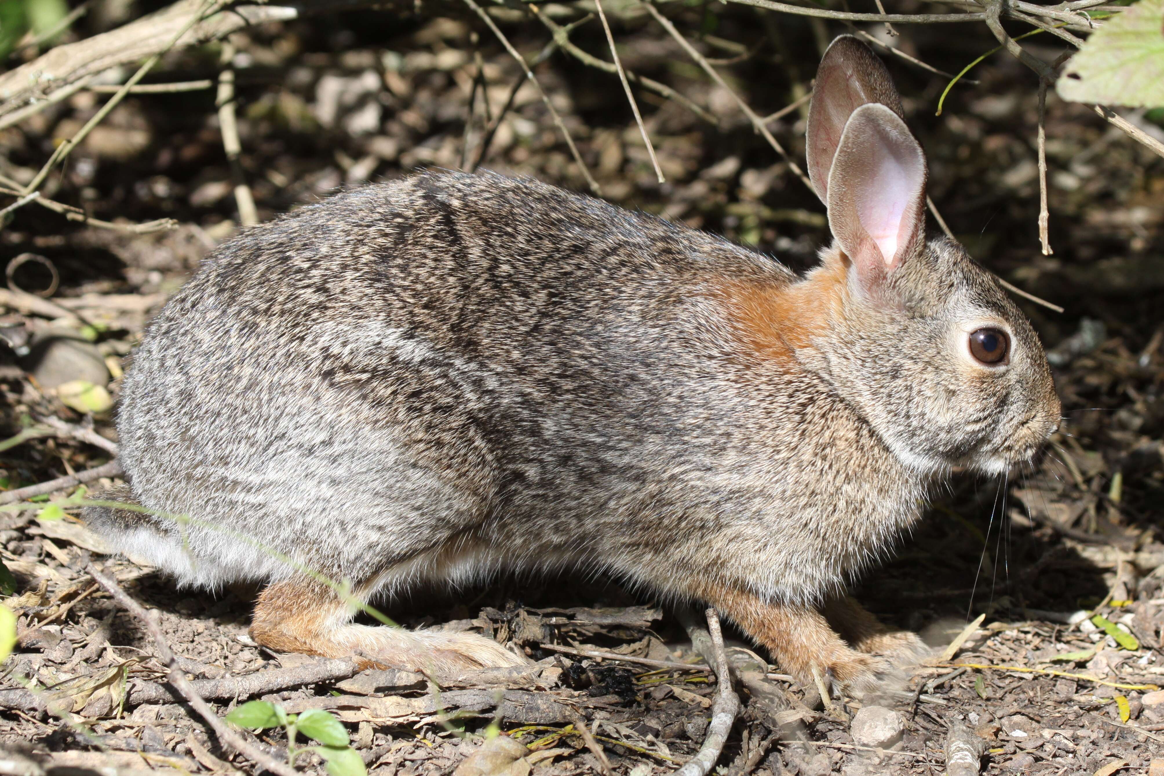 Image of Cottontail rabbit