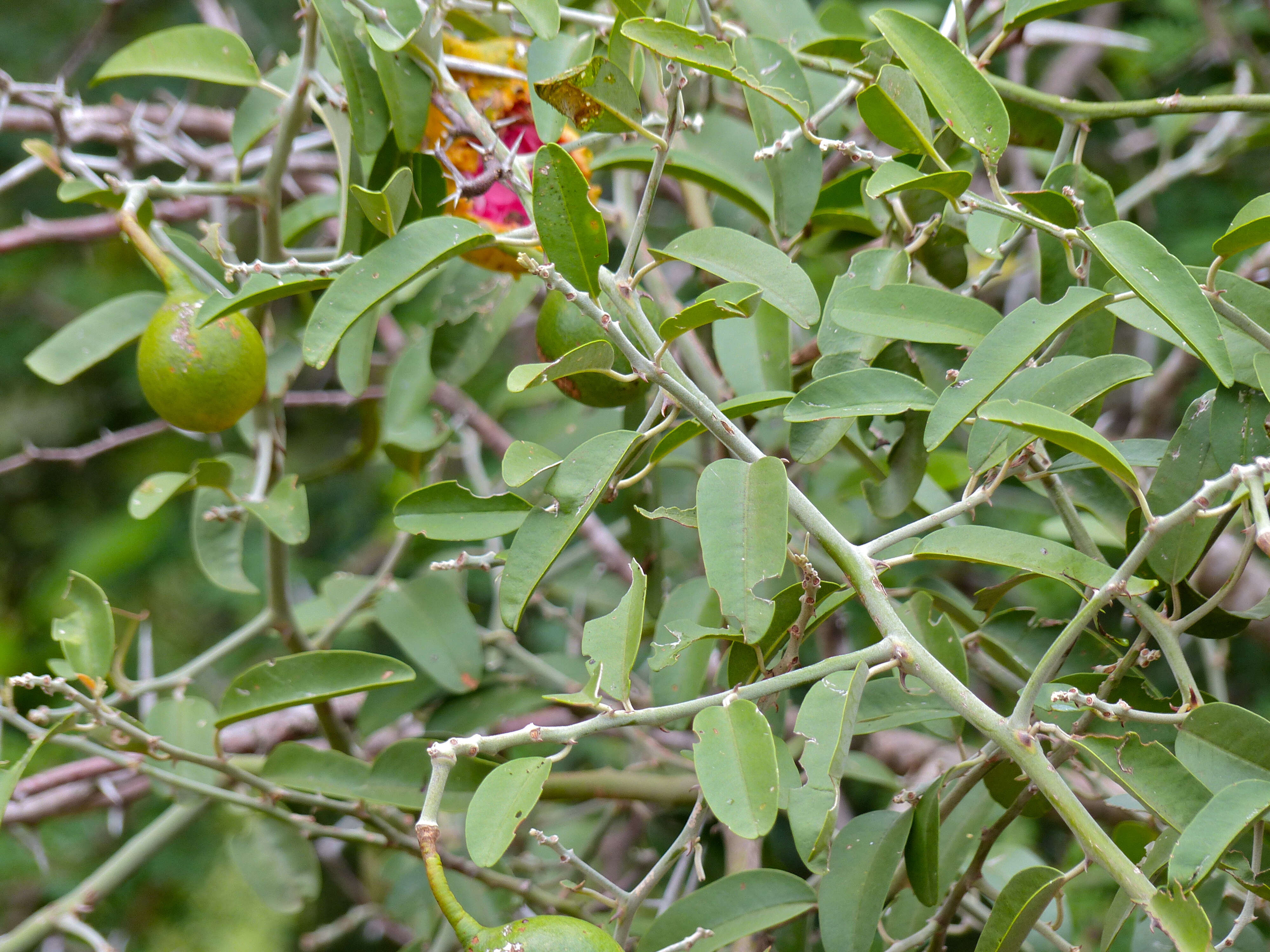 Image de Capparis tomentosa Lam.