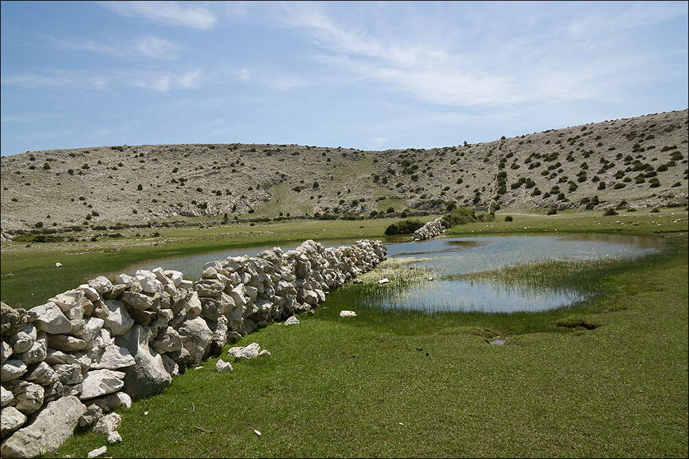 Image of Pond Water-crowfoot