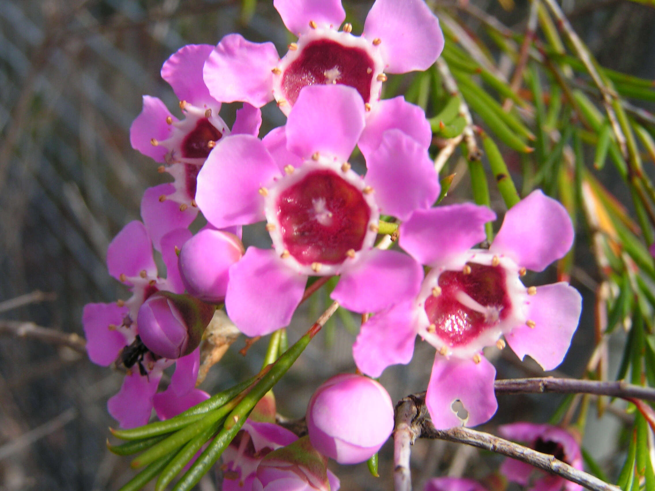 Imagem de Chamelaucium