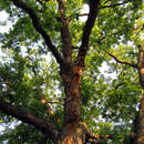 Image of Carya illinoinensis