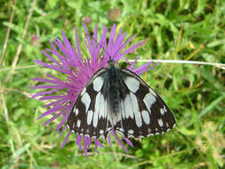 Imagem de Melanargia