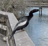 Image of anhingas and darters