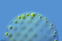 Image of Chlorophyceae