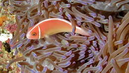 Image of Amphiprion