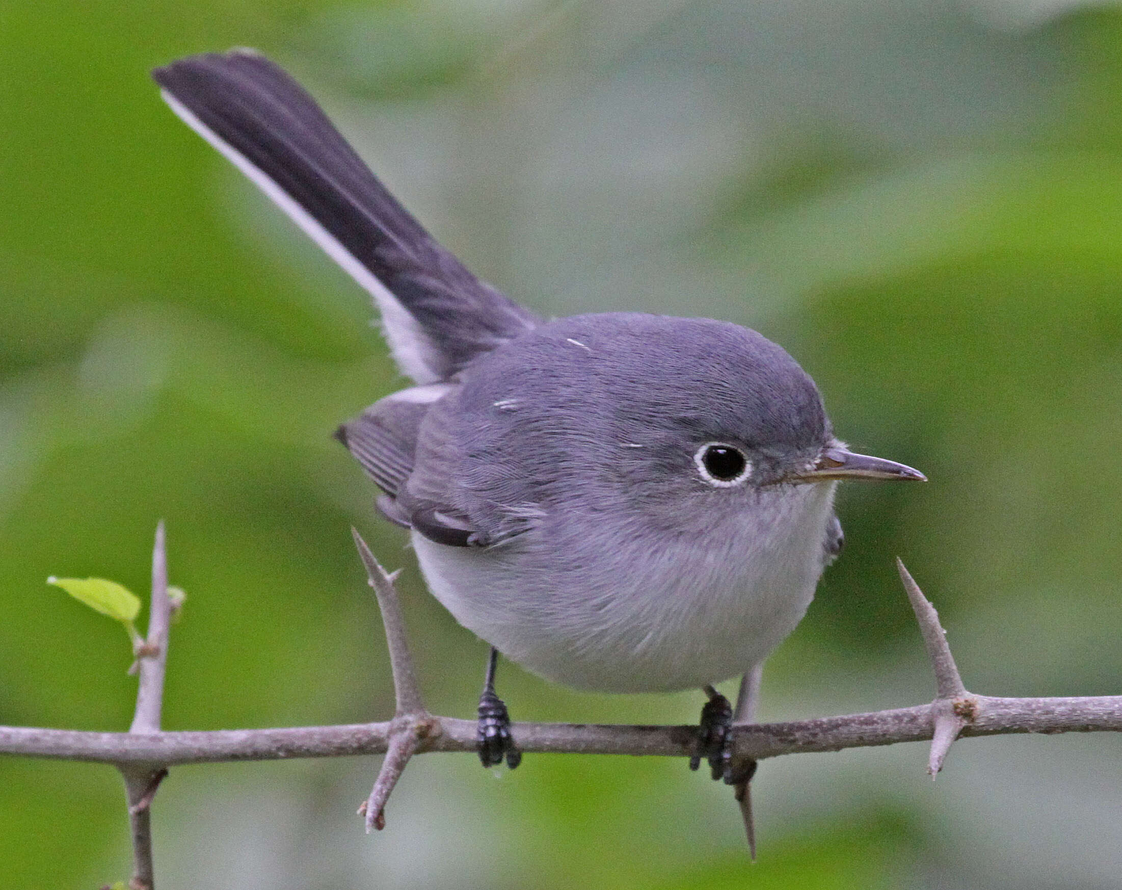 Image of gnatcatchers