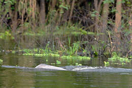 Image of river dolphins