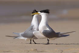 Image of Crested Tern