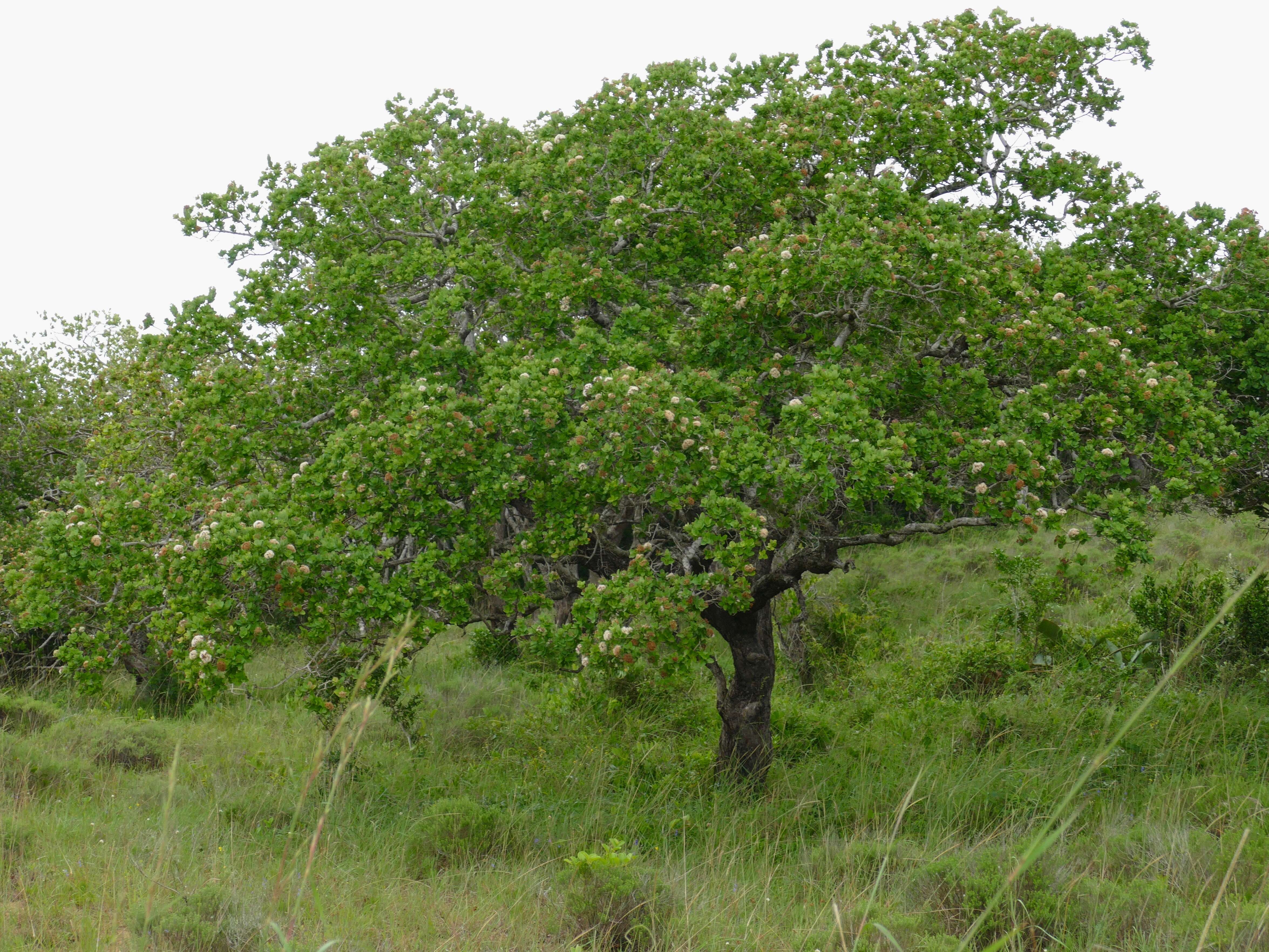 Image of Bush Cherries