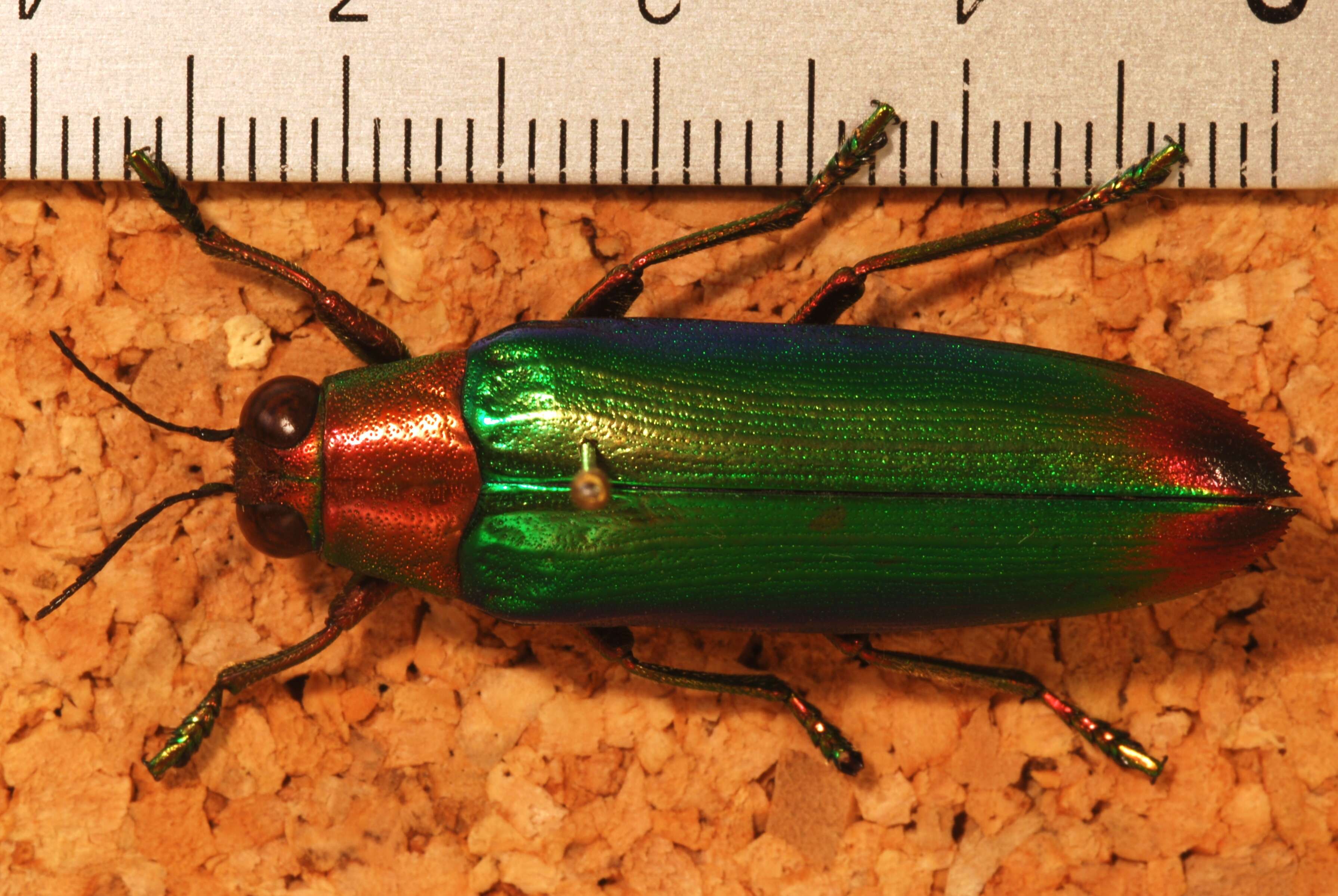 Image of metallic wood-boring beetle