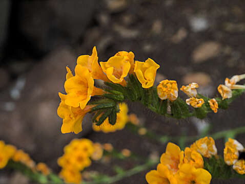 Image of largeflowered fiddleneck