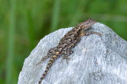 Image of Eastern Fence Lizard