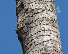 Image of Sapsucker