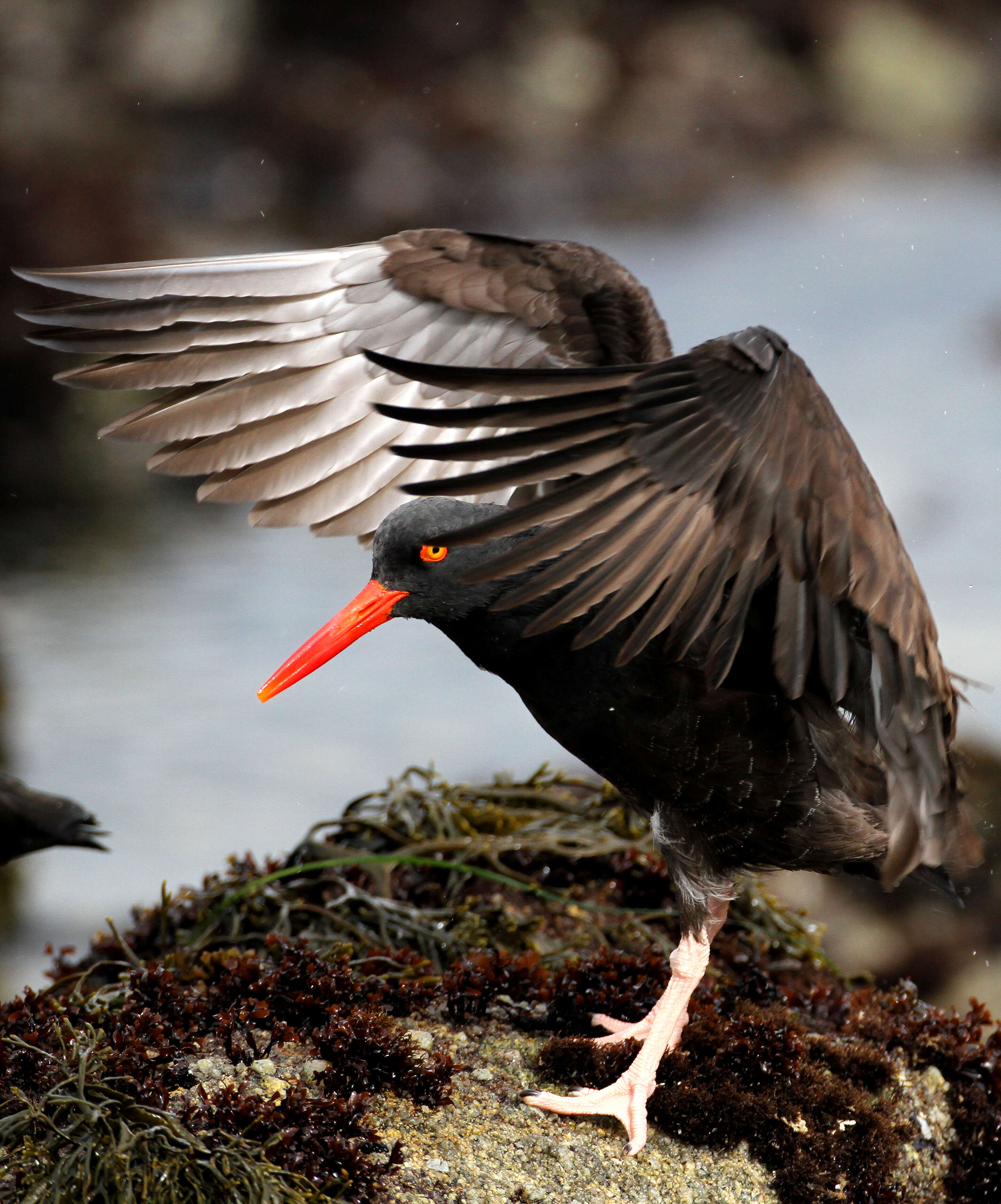 Image of oystercatchers