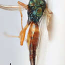 صورة Plutothrix bicolorata (Spinola 1808)