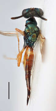 صورة Plutothrix bicolorata (Spinola 1808)