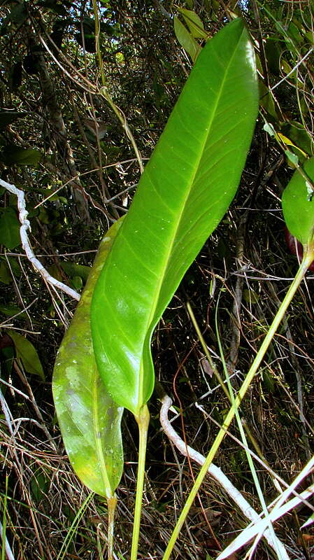 Image of Anthurium longipes N. E. Br.