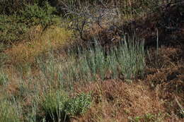 Image of Western-Wheat Grass