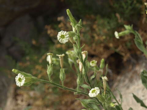 Image of desert tobacco,