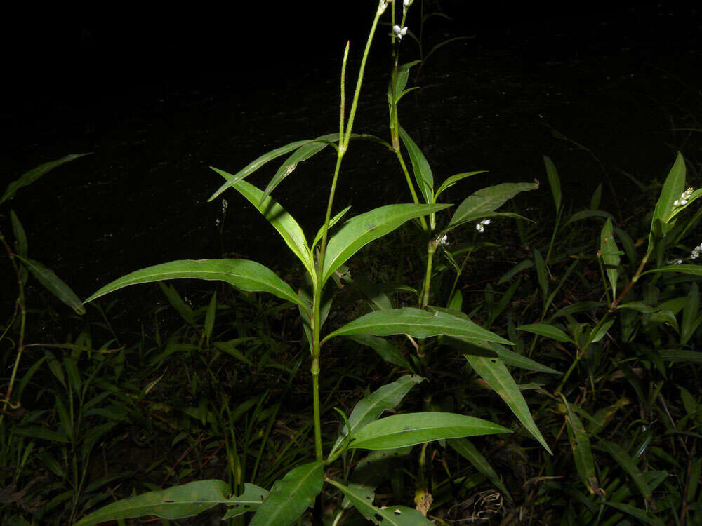 Image of Pinkweeds