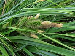 Image of Herbst's sedge