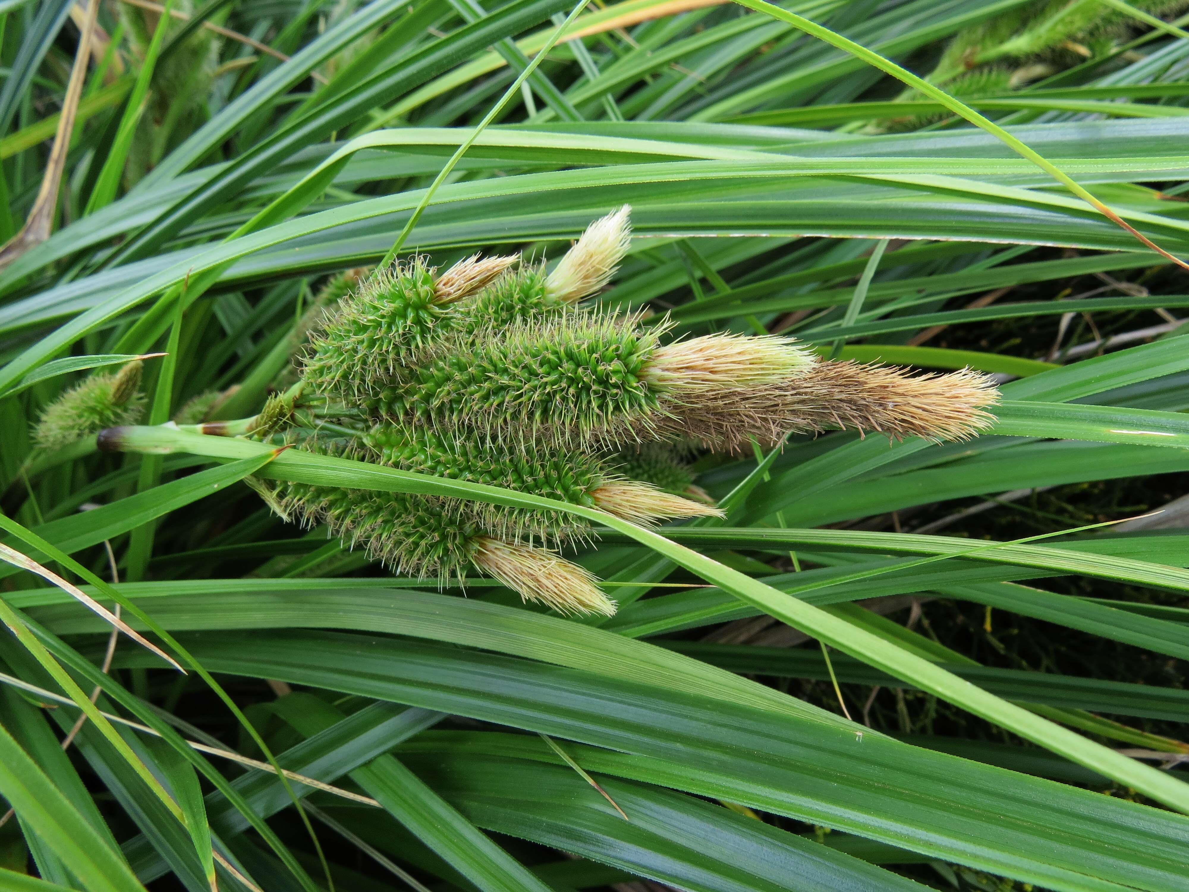 Image de Carex wahuensis subsp. wahuensis