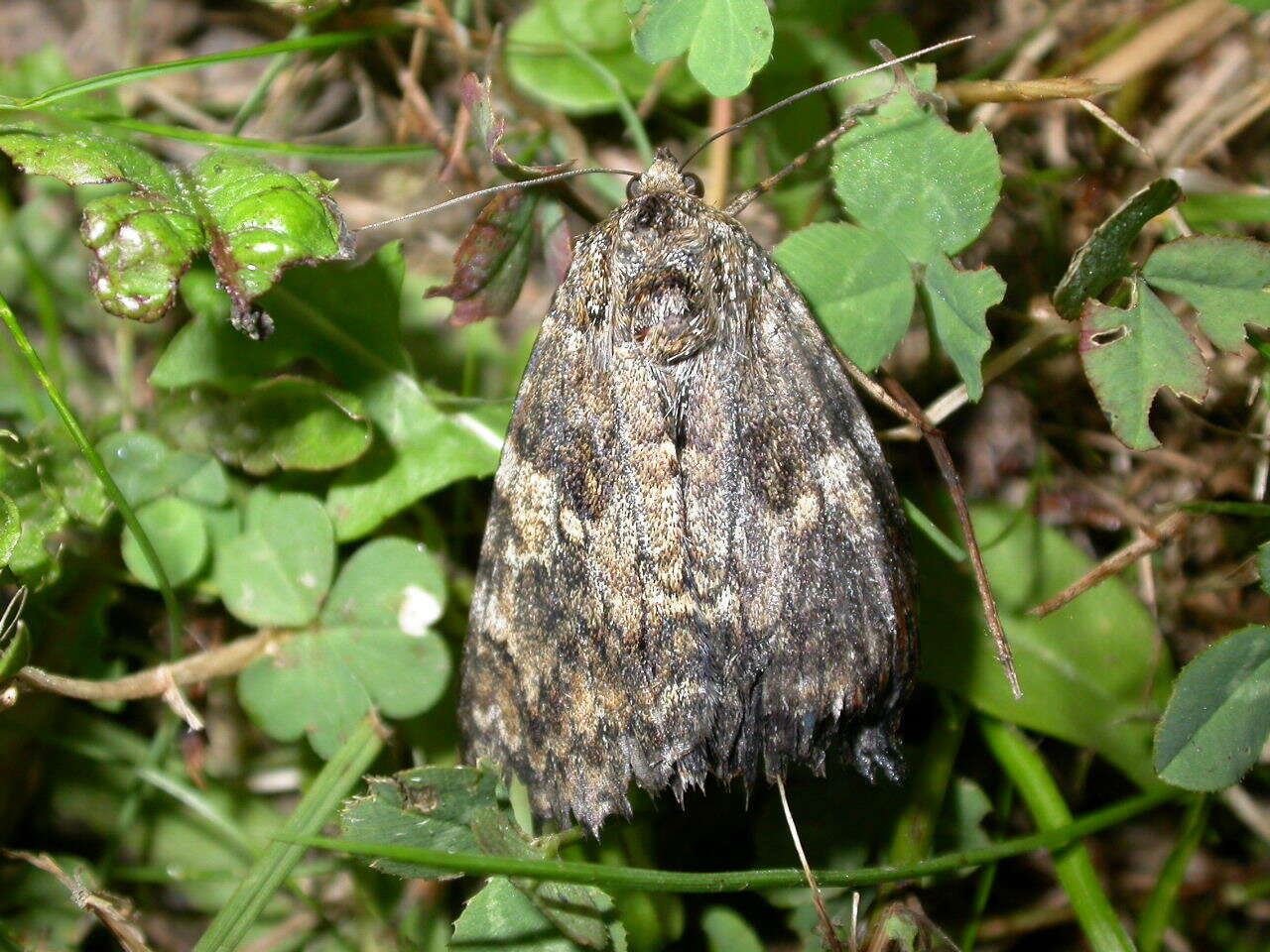 Image of Dark Crimson Underwing