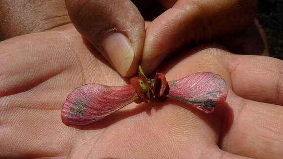 Image of Diplopterys pubipetala (A. Juss.) W. R. Anderson & C. Davis