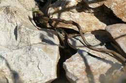 Image of Columbretes Wall Lizard