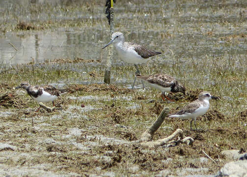 Image of Ruddy Turnstone