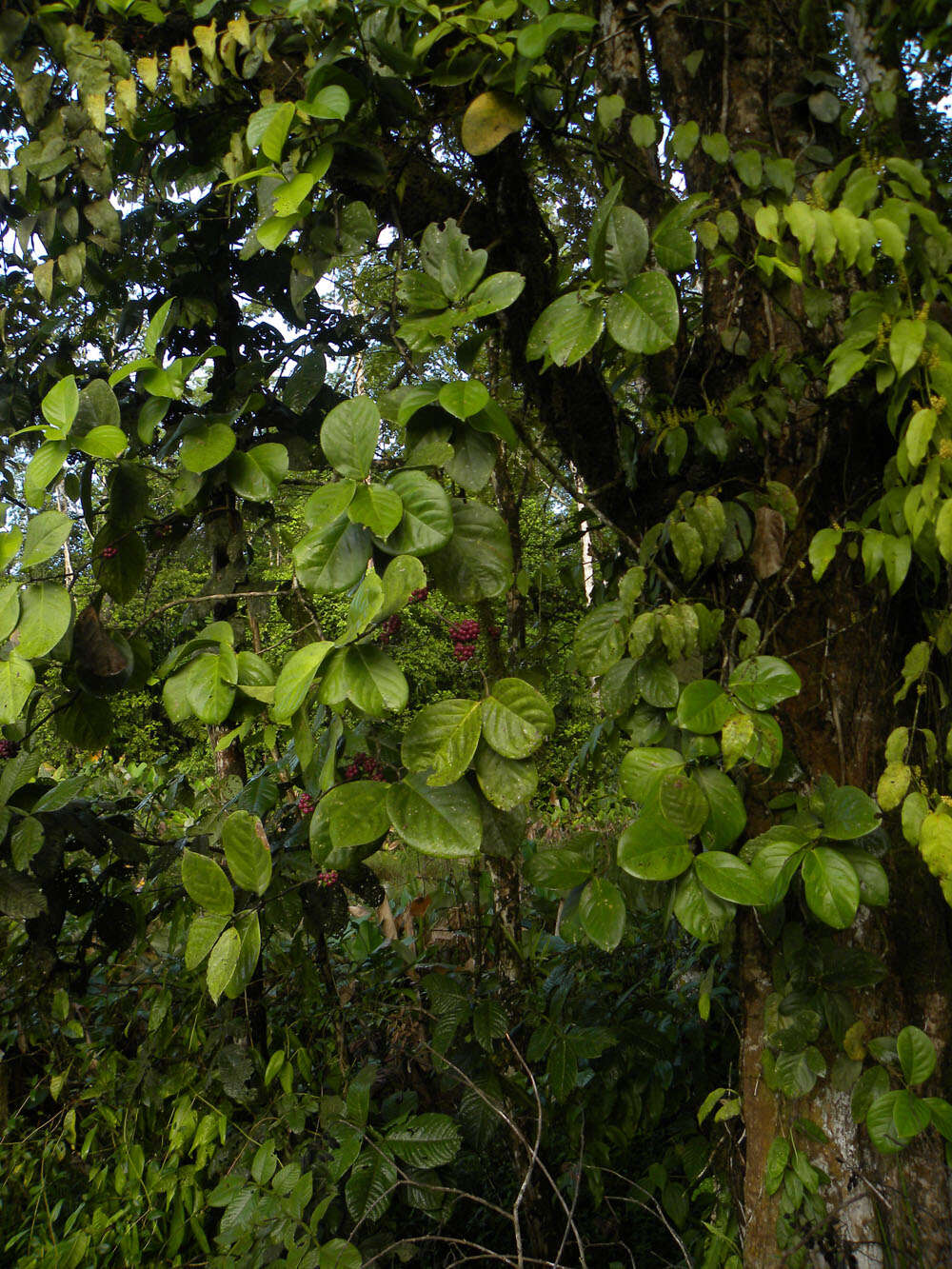 Image of Schlegelia parviflora (Oerst.) Monach.