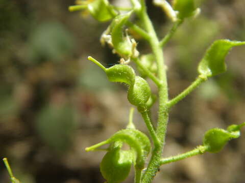 Image of Heller's Whitlow-Grass