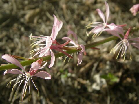 Imagem de Oenothera lindheimeri (Engelm. & A. Gray) W. L. Wagner & Hoch