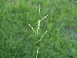 Image of cupgrass