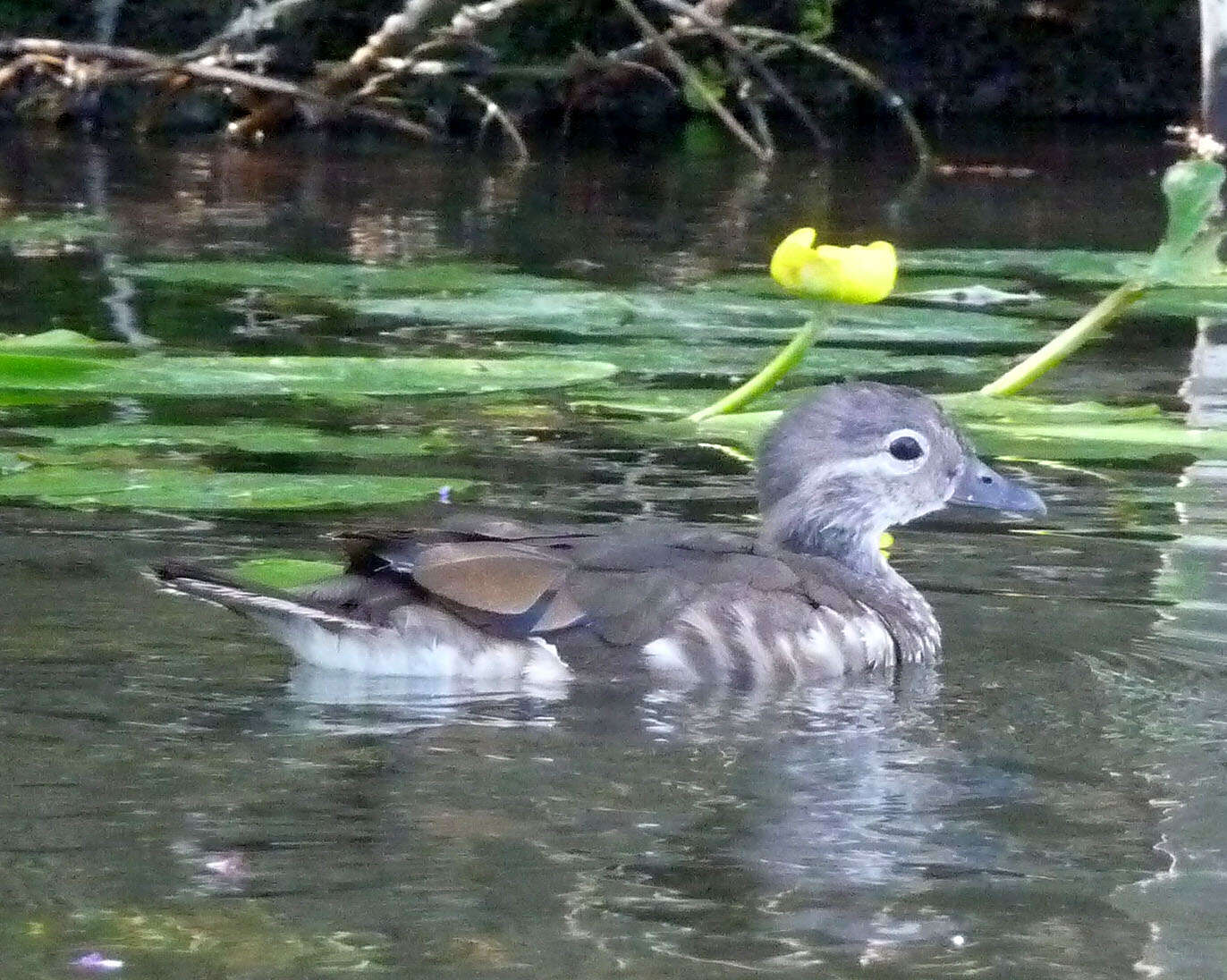 Image of Mandarin Duck