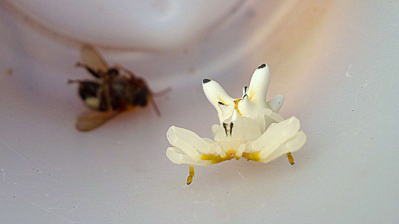 Image of Epicadus heterogaster (Guérin 1829)