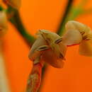 Imagem de Ixora venulosa Benth.