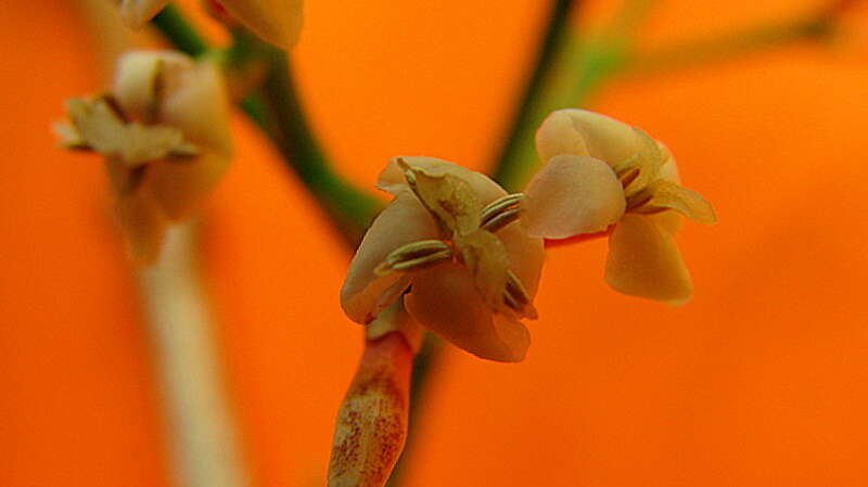 Image of Ixora venulosa Benth.