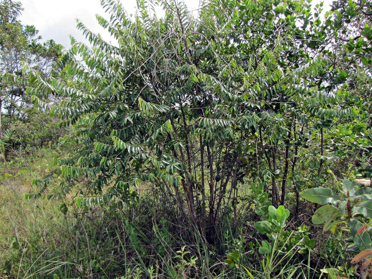 Image of Casearia grandiflora Cambess.