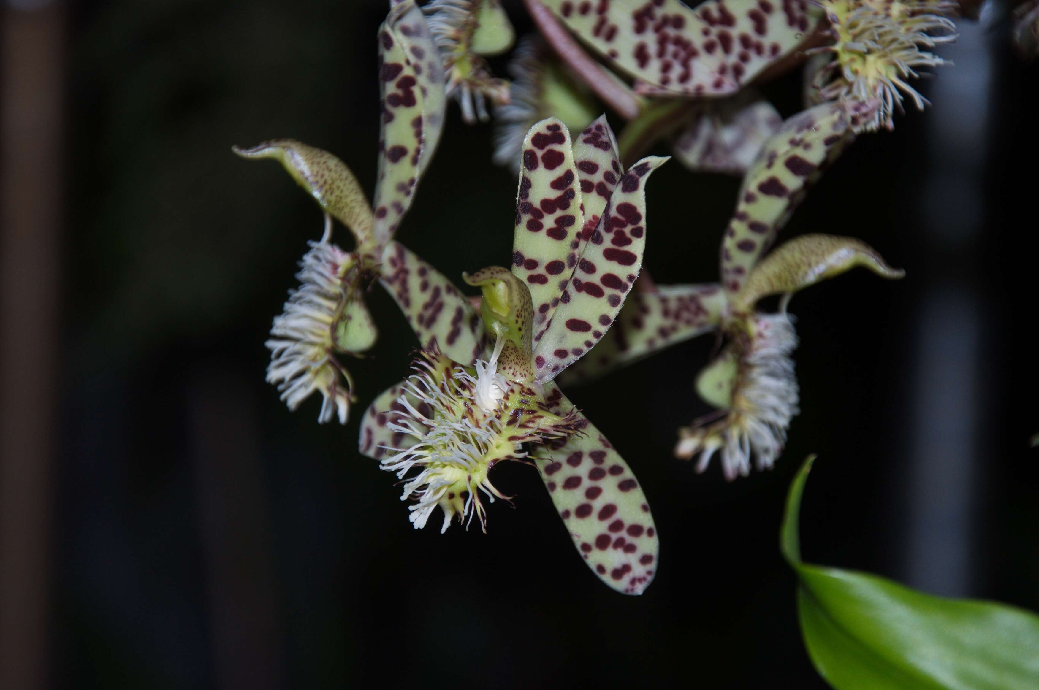 Image de Catasetum barbatum (Lindl.) Lindl.