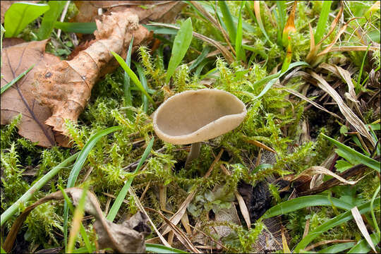 Imagem de Helvella macropus (Pers.) P. Karst. 1871