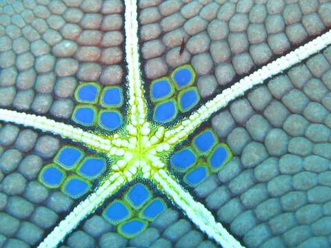 Image of Cushion star